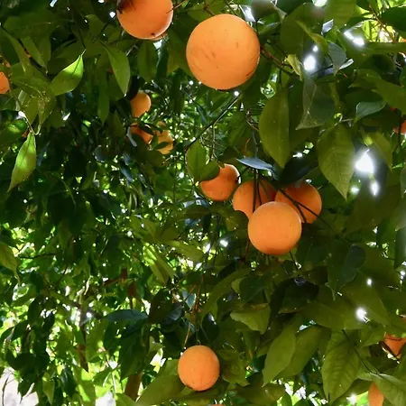 Il Giardino Delle Zagare - Miniappartamento Tra Etna E Mare Apartment Riposto